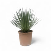 Yucca rostrata potted houseplant in nursery pot on white background, product photo 4.