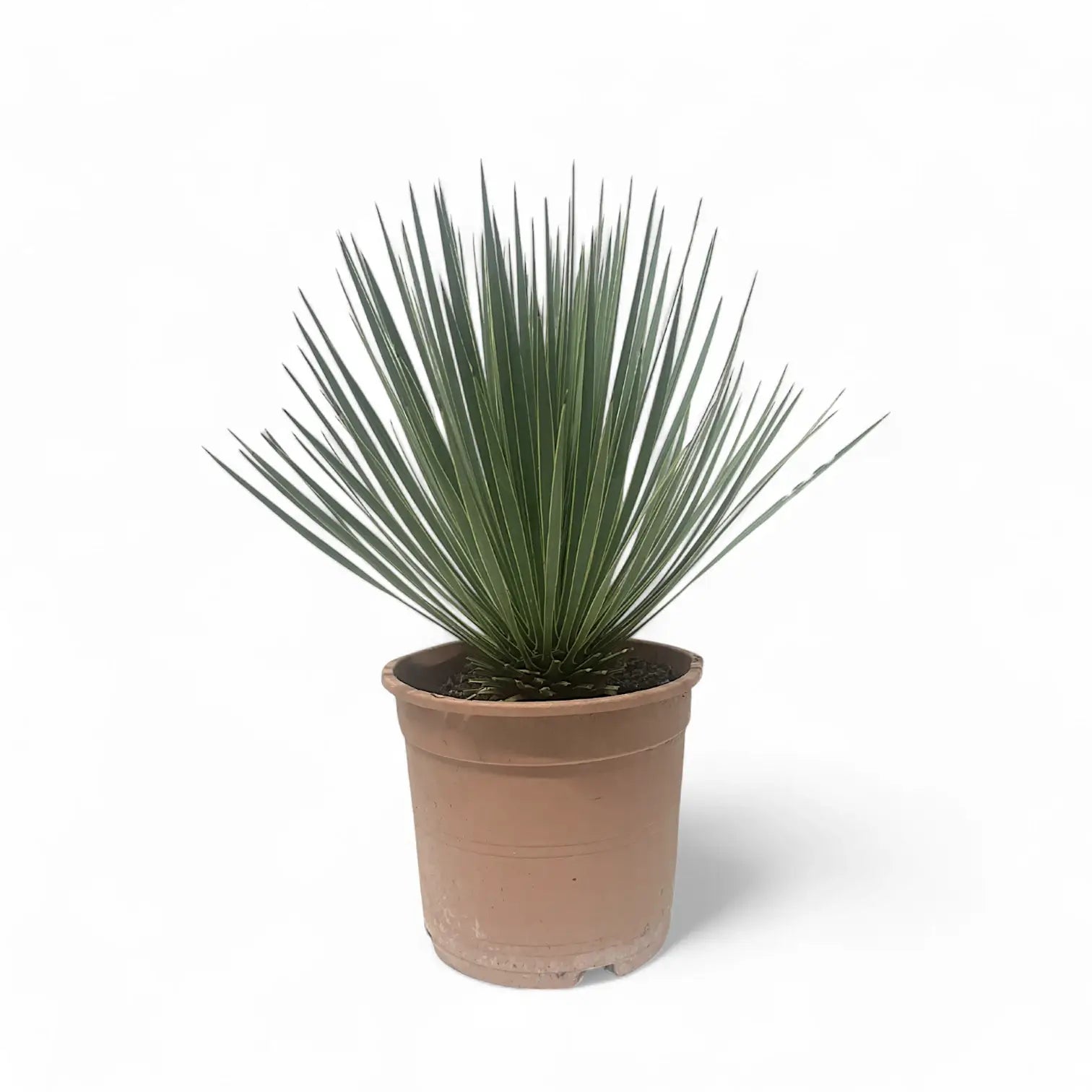 Yucca rostrata potted houseplant in nursery pot on white background, product photo 4.
