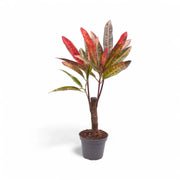 Codiaeum variegatum 'Excellent' potted houseplant in nursery pot on white background, product photo 2.