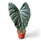 Alocasia 'Lukiwan' (sinuata x alba) potted houseplant in nursery pot on white background, product photo 6.