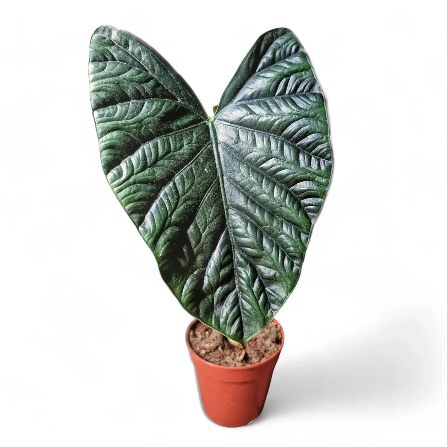 Alocasia 'Lukiwan' (sinuata x alba) potted houseplant in nursery pot on white background, product photo 6.