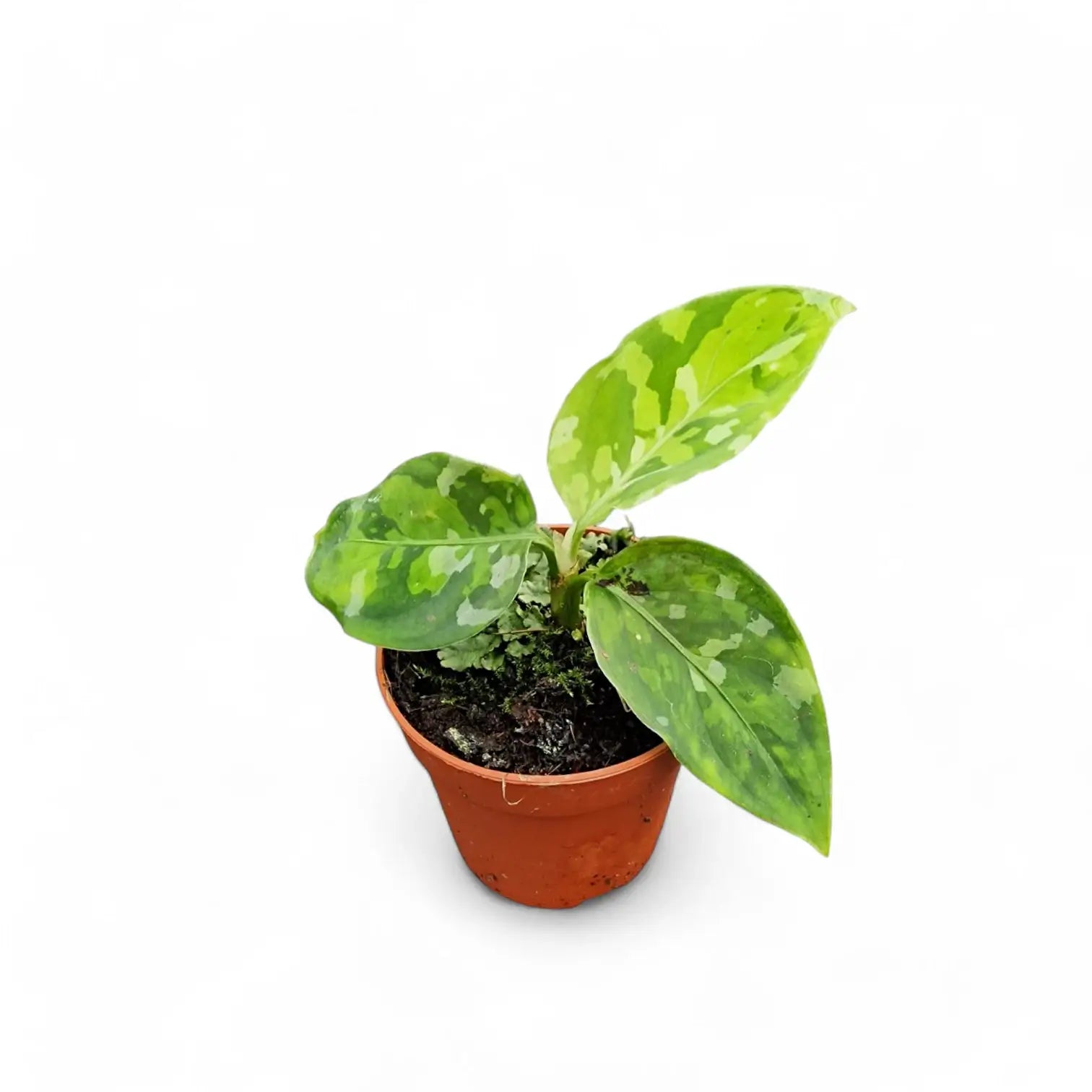 Aglaonema pictum tricolor – Zimmerpflanze im Kulturtopf auf weißem Hintergrund, Produktfoto 9.