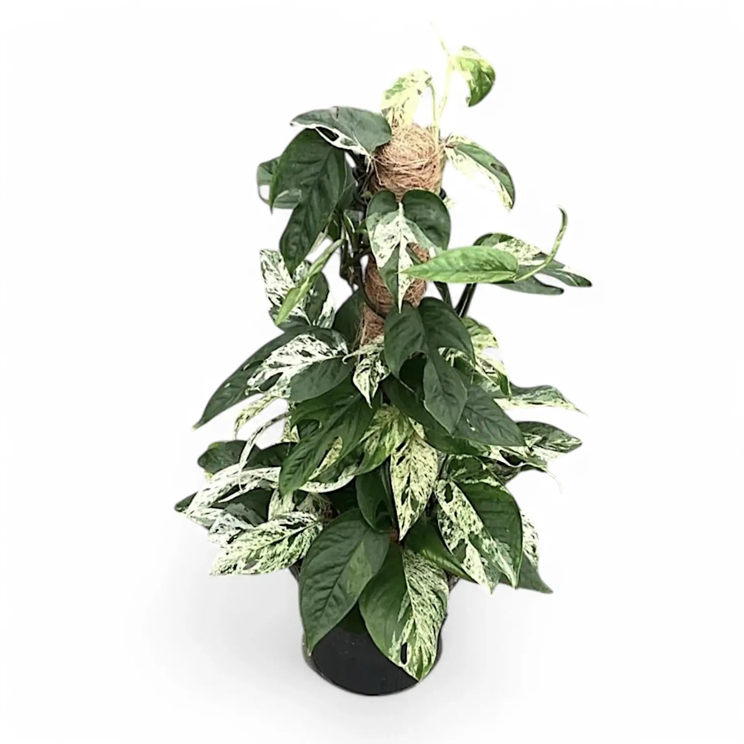 Epipremnum pinnatum variegata 'Marble' potted houseplant in nursery pot on white background, product photo 9.