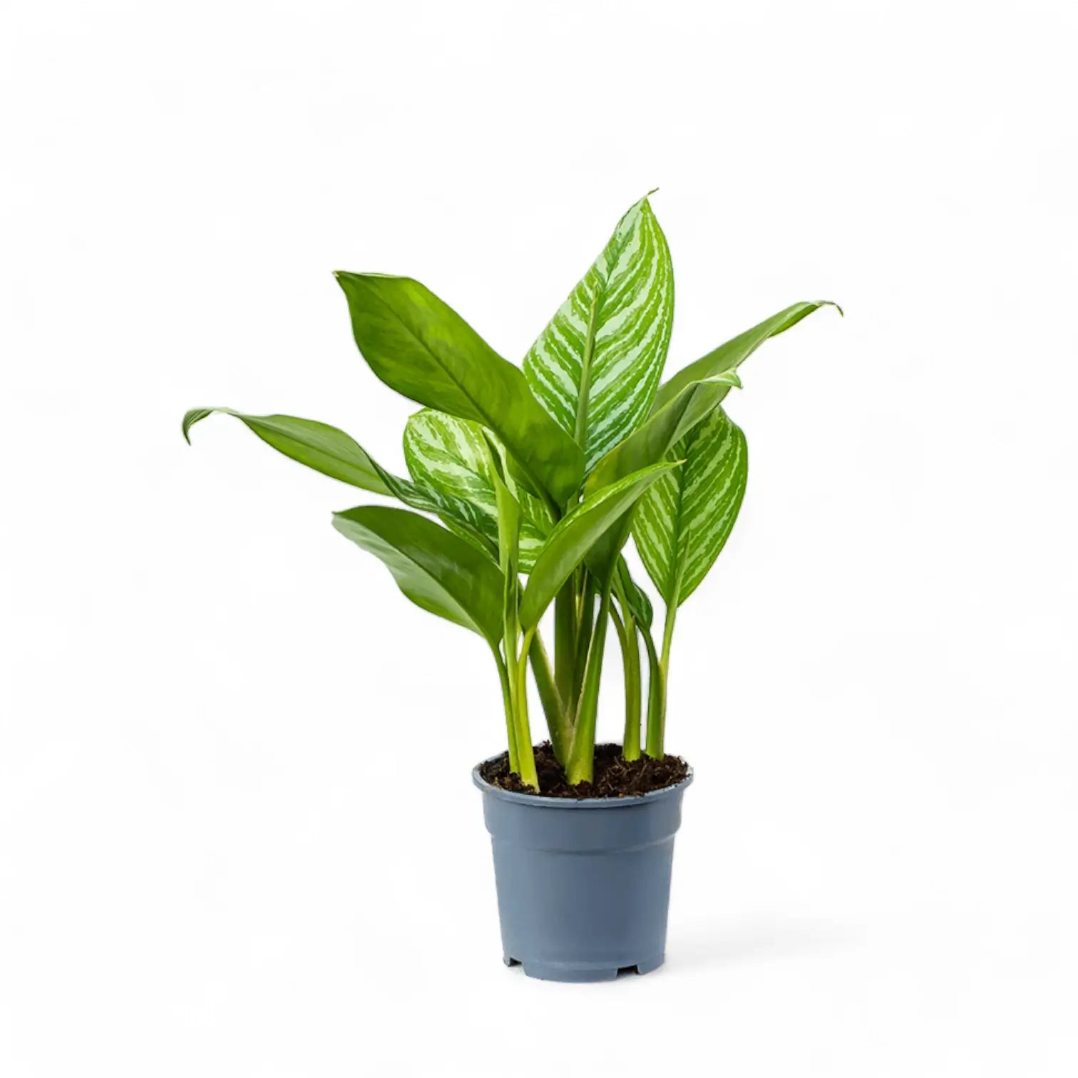Aglaonema 'Stripes' – Topfpflanze im Kulturtopf vor weißem Hintergrund, Produktfoto 3.