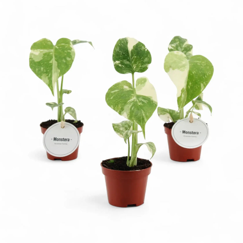 Monstera 'Thai Constellation' potted houseplant in nursery pot on white background, product photo 3.