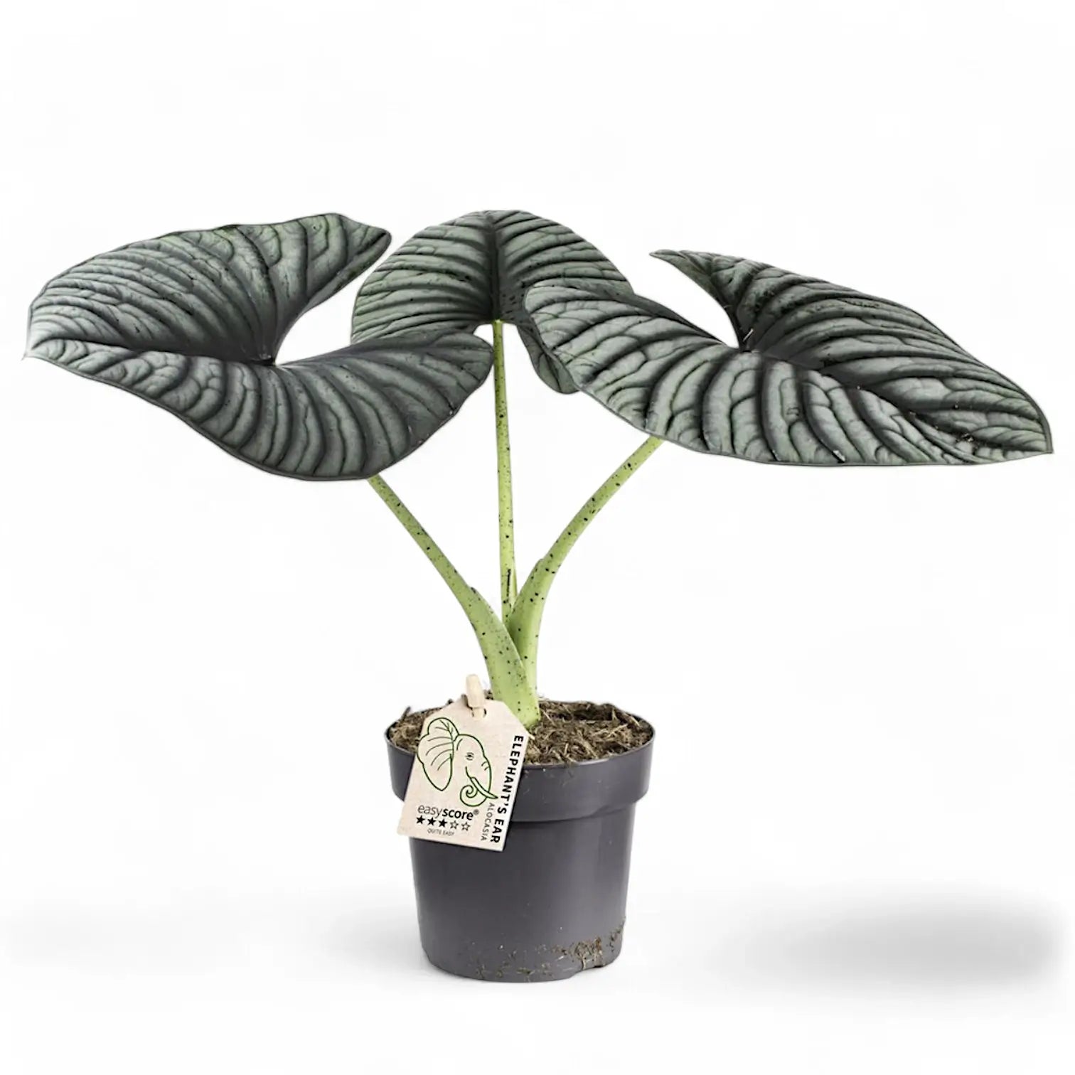 Alocasia nebula 'Silver' ('Black Diamond') – Topfpflanze im Kulturtopf vor weißem Hintergrund, Produktfoto 12.