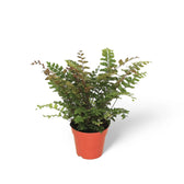 Didymochlaena truncatula – Topfpflanze im Kulturtopf vor weißem Hintergrund, Produktfoto 3.