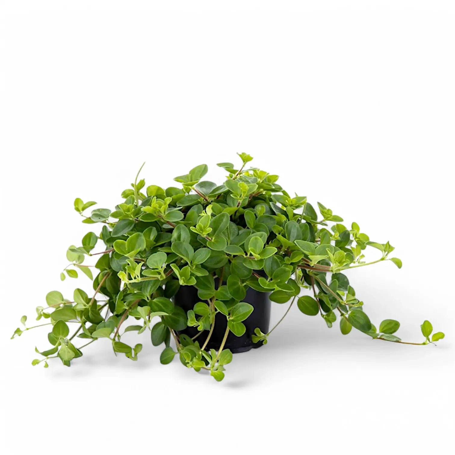 Peperomia rotundifolia – Zimmerpflanze im Kulturtopf auf weißem Hintergrund, Produktfoto 6.