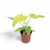 Philodendron bipennifolium 'Golden violin' potted houseplant in nursery pot on white background, product photo 4.