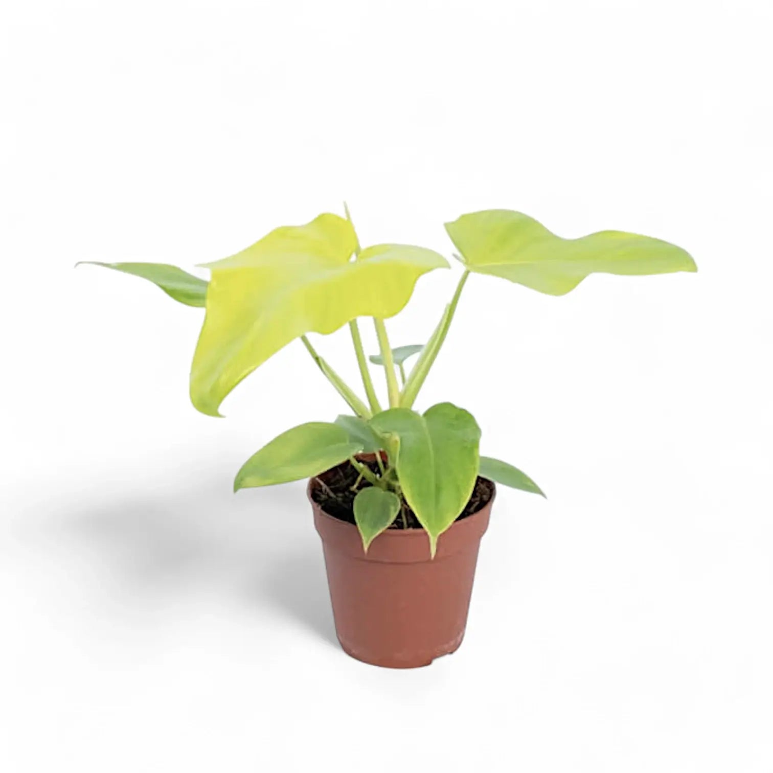 Philodendron bipennifolium 'Golden violin' potted houseplant in nursery pot on white background, product photo 4.