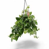 Aeschynanthus speciosus 'Mona Lisa' – Zimmerpflanze im Kulturtopf auf weißem Hintergrund, Produktfoto 5.