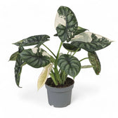 Alocasia baginda 'Dragon scale' albo-variegata potted houseplant in nursery pot on white background, product photo 2.