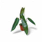 Philodendron spiritus-sancti als Topfpflanze im Kulturtopf vor weißem Hintergrund, Produktfoto 4.