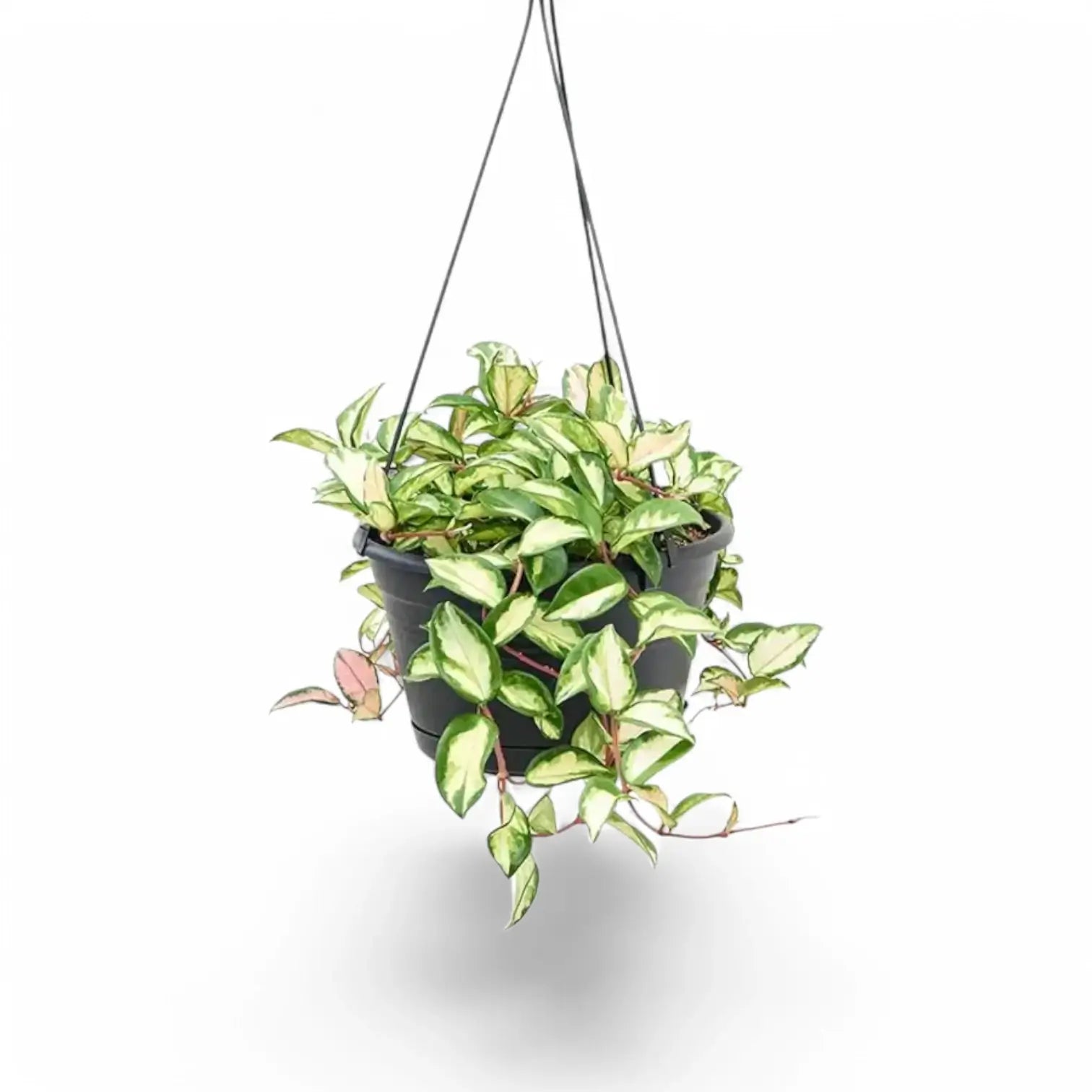 Hoya carnosa 'Krimson Queen' (albomarginata) – Topfpflanze im Kulturtopf vor weißem Hintergrund, Produktfoto 5.