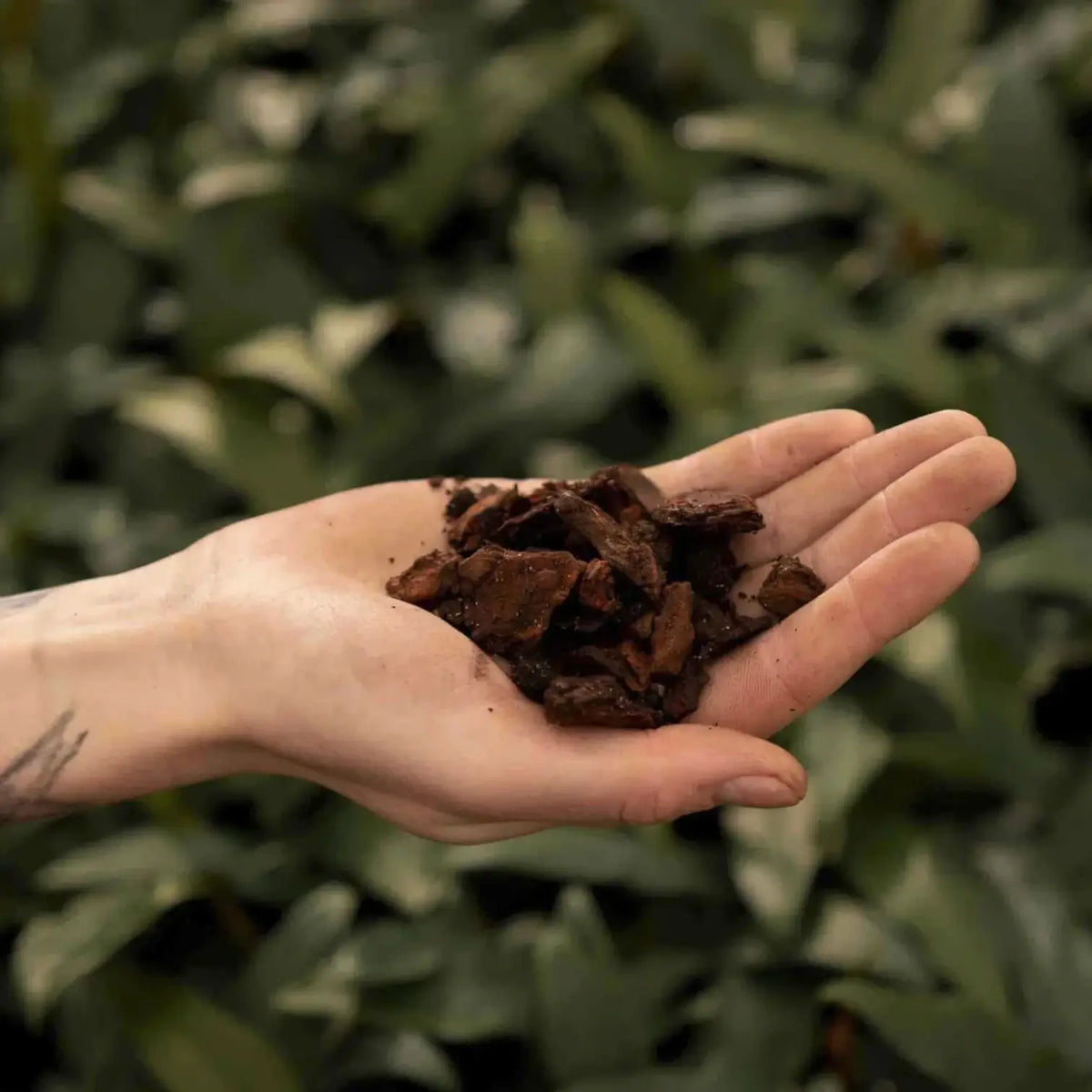 Kiefernrinde vor weißem Hintergrund, Produktfoto 3.