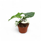 Syngonium podophyllum 'Albo Variegata' potted houseplant in nursery pot on white background, product photo 3.
