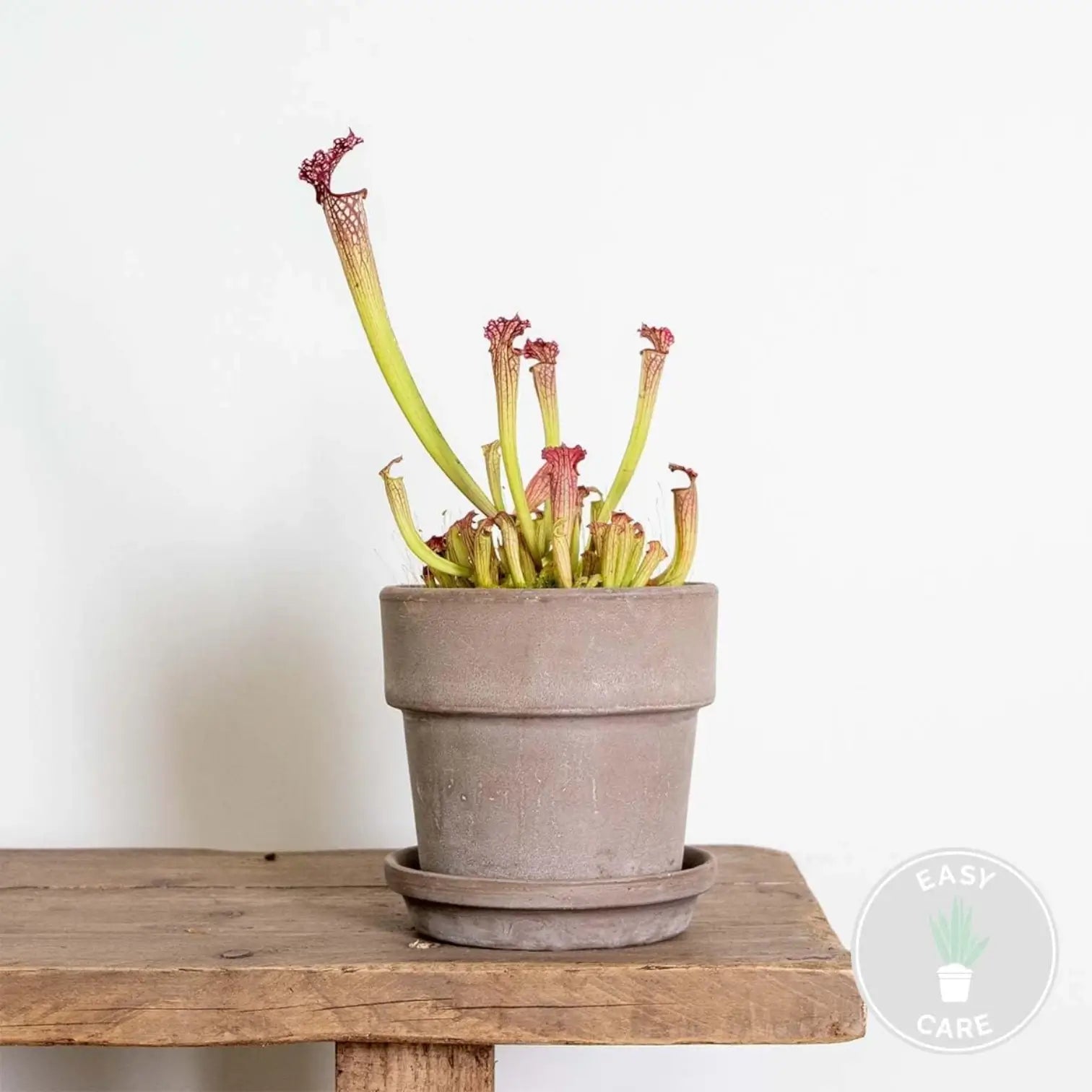 Sarracenia 'Juthatip Soper' potted houseplant in nursery pot on white background, product photo 5.