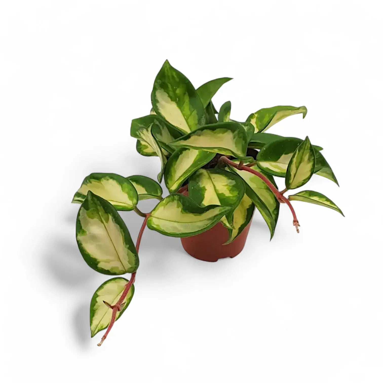 Hoya carnosa 'Tricolor' – Topfpflanze im Kulturtopf vor weißem Hintergrund, Produktfoto 10.