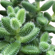 Nahaufnahme eines Blatts von Delosperma echinatum vor weißem Hintergrund.