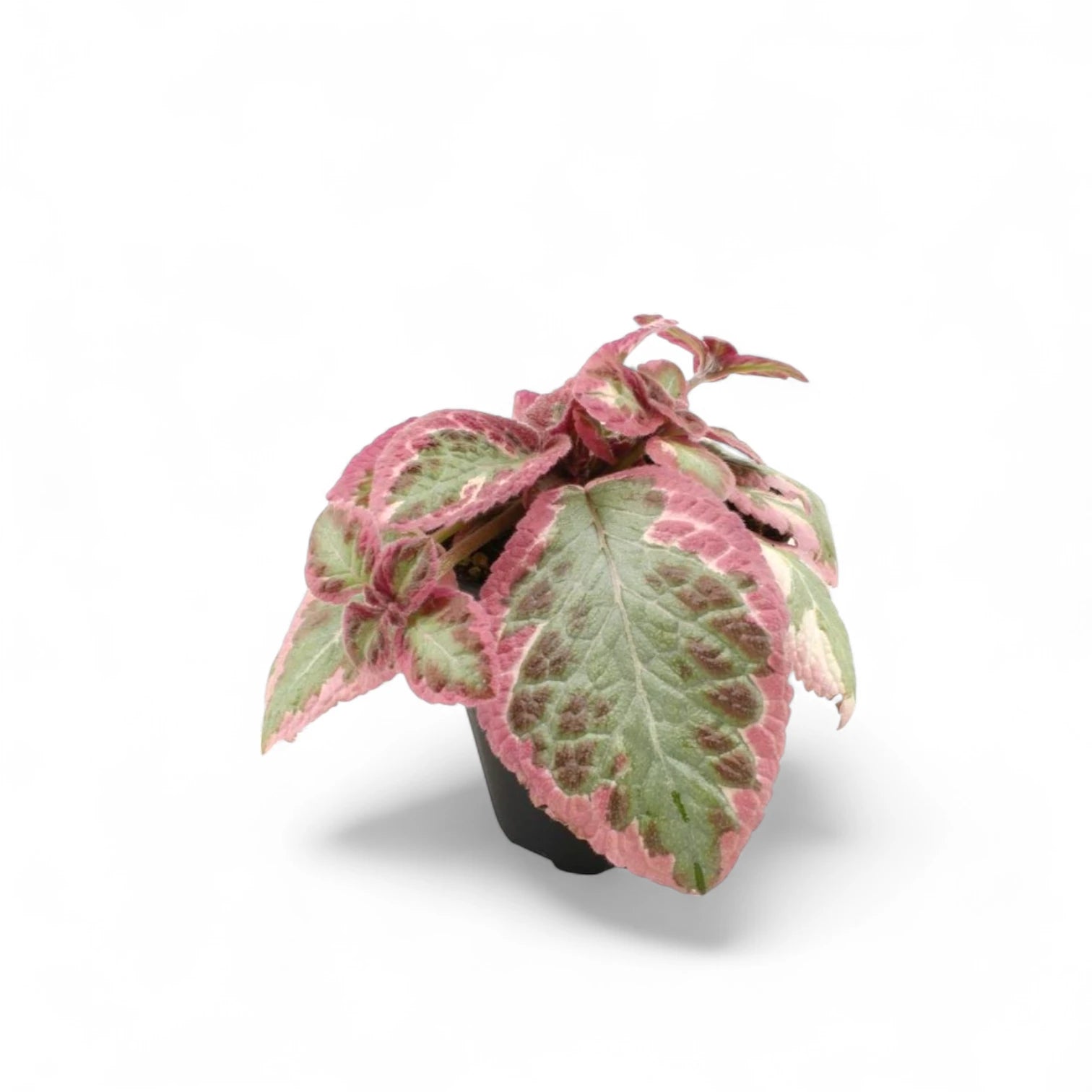 Episcia cupreata 'Pink Brocade' – Topfpflanze im Kulturtopf vor weißem Hintergrund, Produktfoto 3.