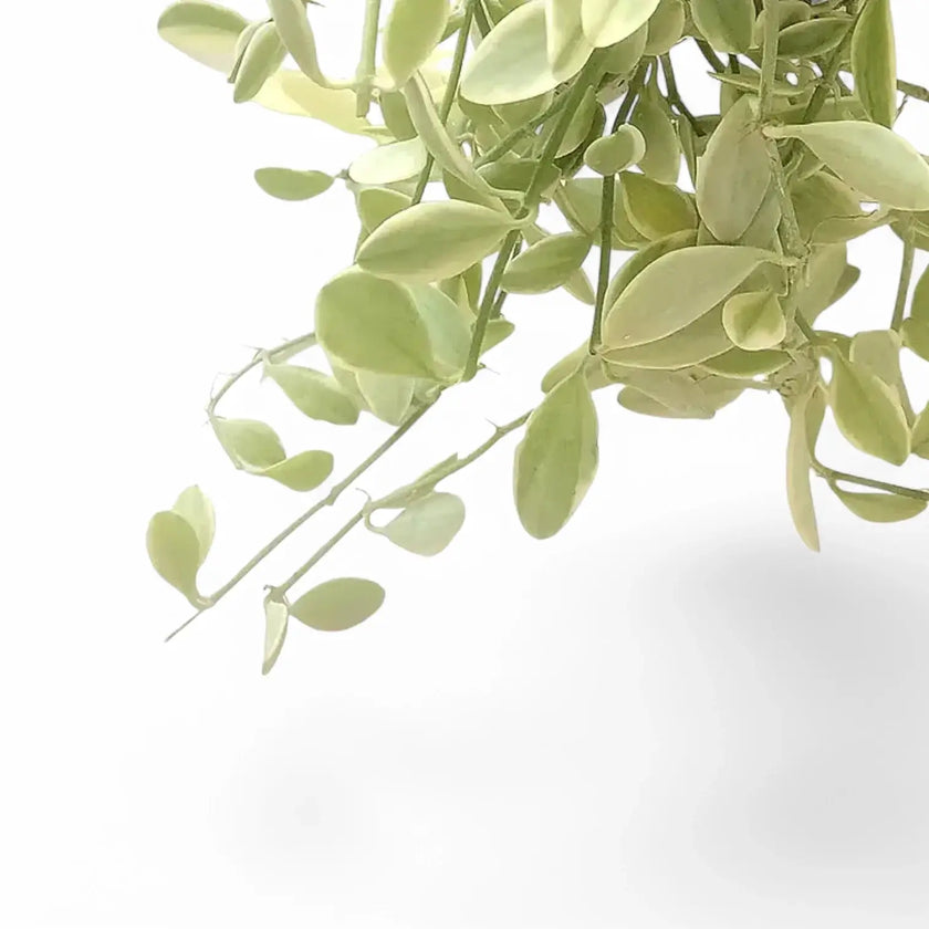 Dischidia oiantha 'White Diamond' leaf close-up on white background.