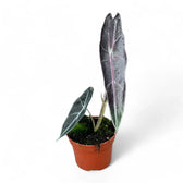 Alocasia longiloba 'Purple' potted houseplant in nursery pot on white background, product photo 13.
