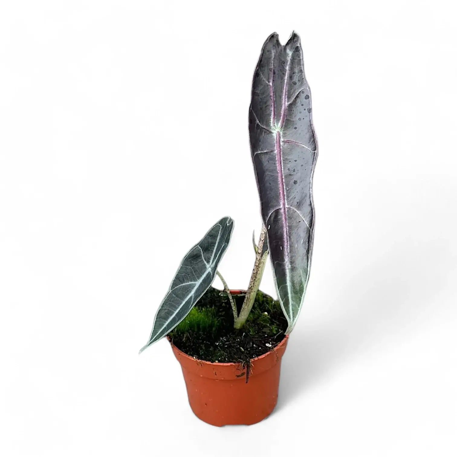 Alocasia longiloba 'Purple' potted houseplant in nursery pot on white background, product photo 13.