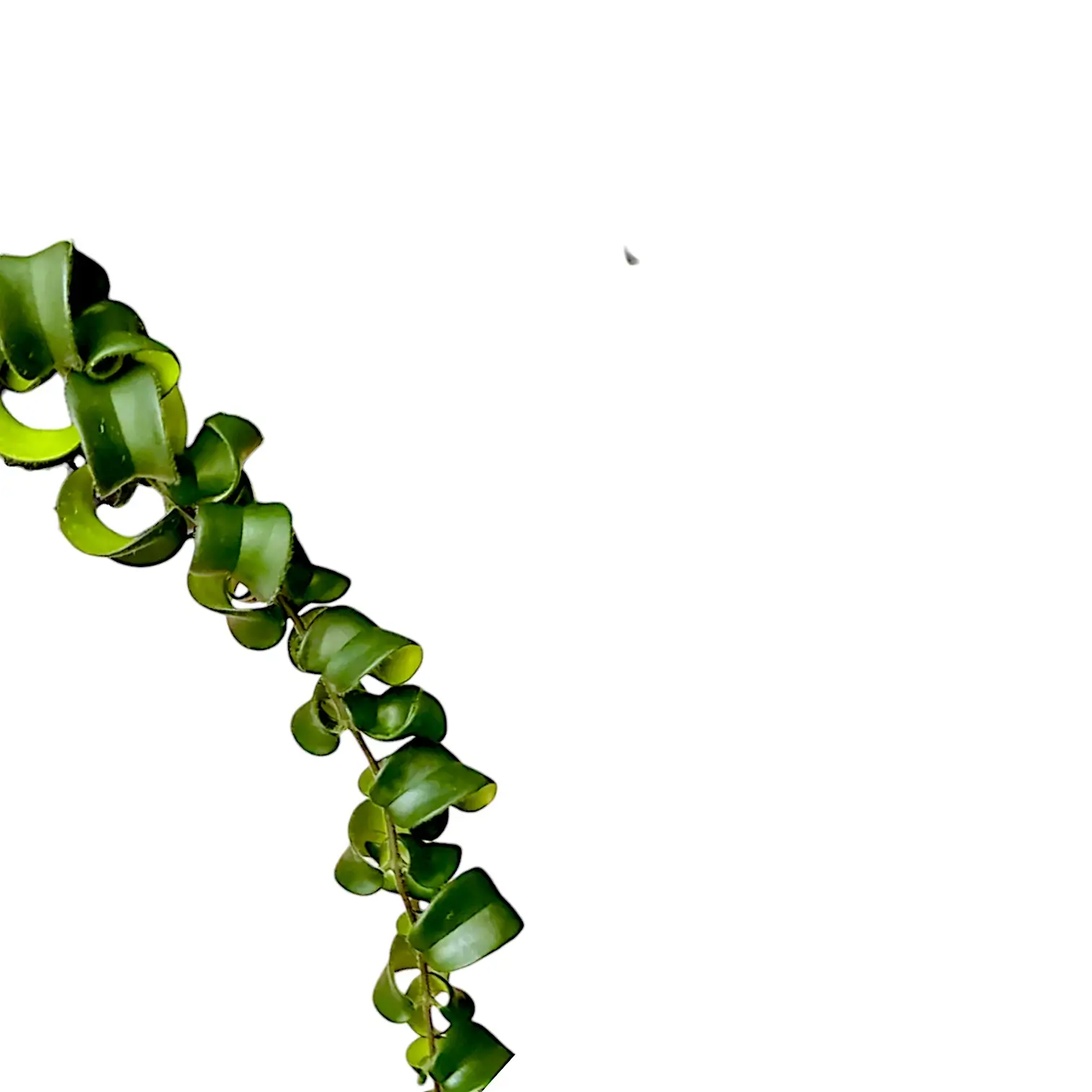 Nahaufnahme eines Blatts von Aeschynanthus 'Rasta' vor weißem Hintergrund.