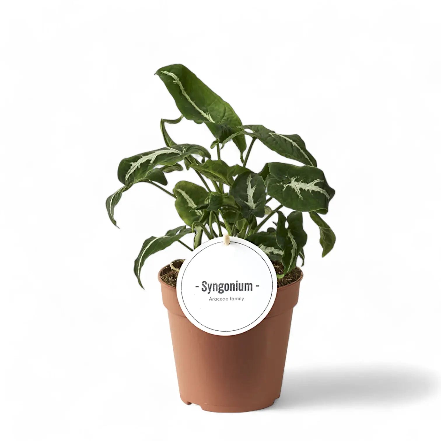 Syngonium wendlandii – Zimmerpflanze im Kulturtopf auf weißem Hintergrund, Produktfoto 4.