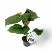 Begonia corallina 'Wings' (Begonia corallina 'Lucerna') – Zimmerpflanze im Kulturtopf auf weißem Hintergrund, Produktfoto 3.