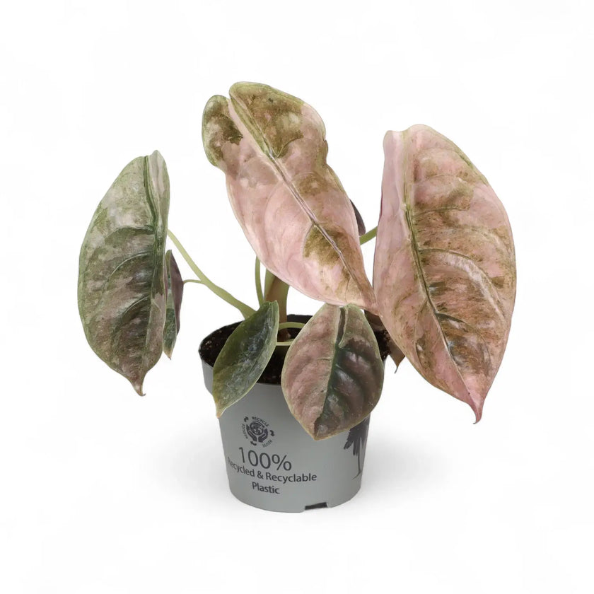 Alocasia cuprea 'Red secret' variegata potted houseplant in nursery pot on white background, product photo 2.