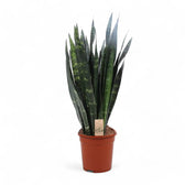 Dracaena (Sansevieria) trifasciata 'Black Coral' potted houseplant in nursery pot on white background, product photo 7.