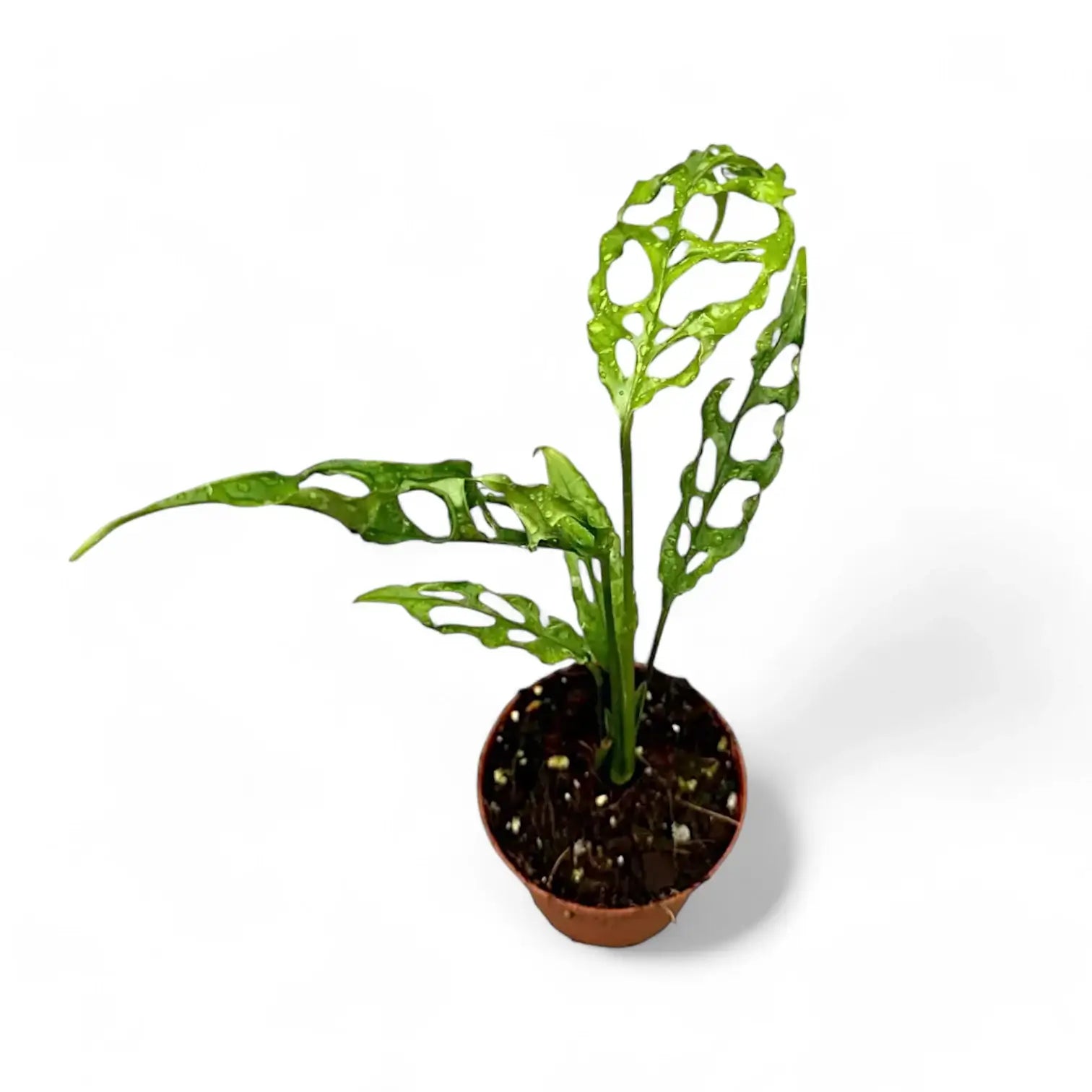 Monstera obliqua (Peru) potted houseplant in nursery pot on white background, product photo 7.