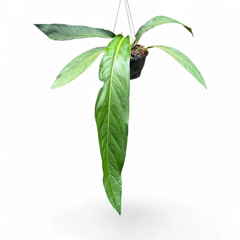 Anthurium 'Big Bill' (A. pendulifolium x cubense) potted houseplant in nursery pot on white background, product photo 2.
