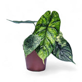 Alocasia baginda 'Dragon scale' Mint Variegata – Zimmerpflanze im Kulturtopf auf weißem Hintergrund, Produktfoto 4.