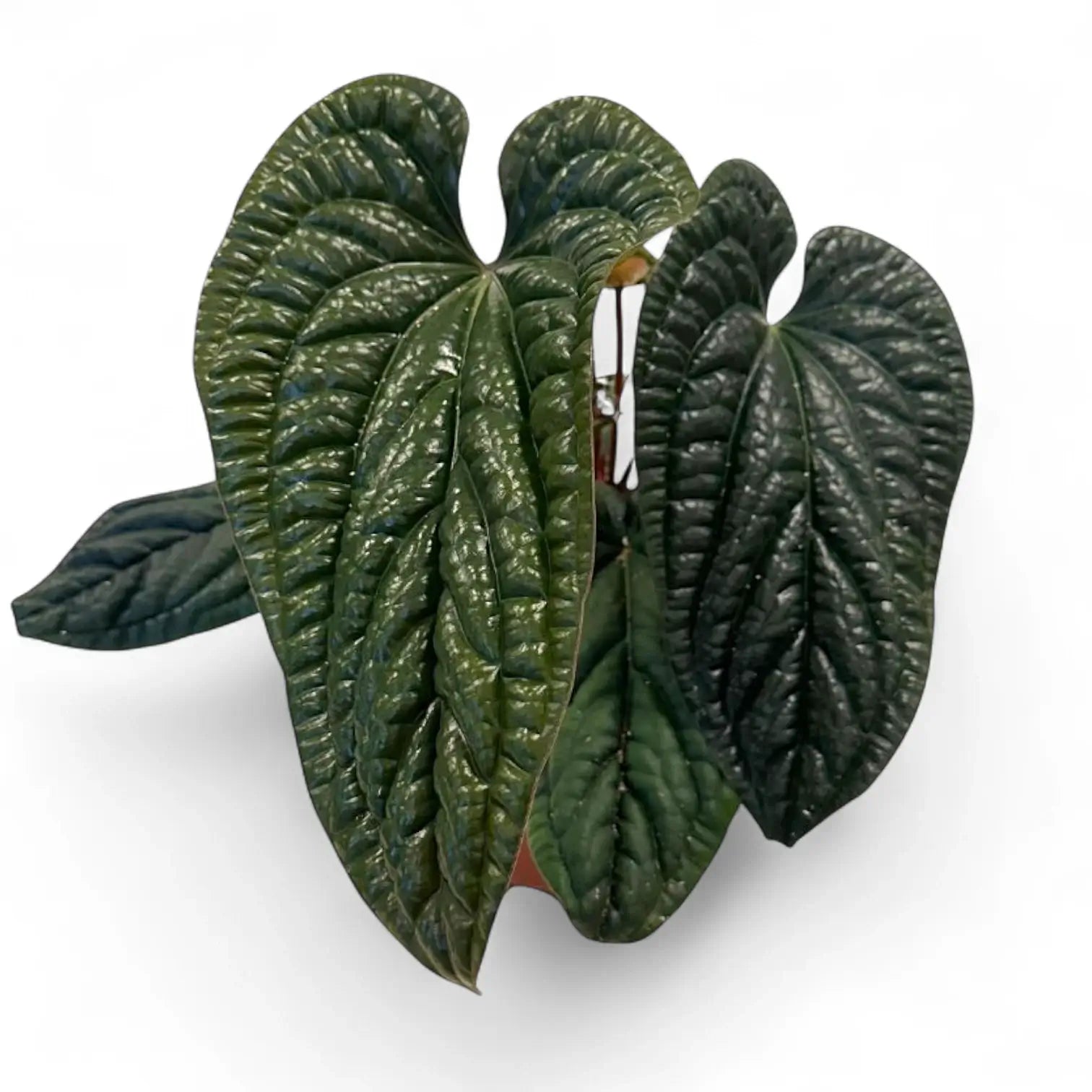 Anthurium radicans x luxurians – Topfpflanze im Kulturtopf vor weißem Hintergrund, Produktfoto 4.