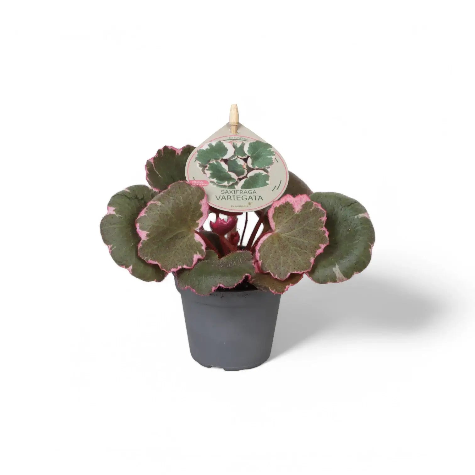 Saxifraga stolonifera variegata ('Strawberry Begonia') potted houseplant in nursery pot on white background, product photo 3.