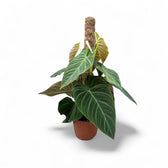 Philodendron 'Splendid' (verrucosum x melanochrysum) potted houseplant in nursery pot on white background, product photo 13.