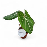 Philodendron gloriosum dark form – Topfpflanze im Kulturtopf vor weißem Hintergrund, Produktfoto 7.