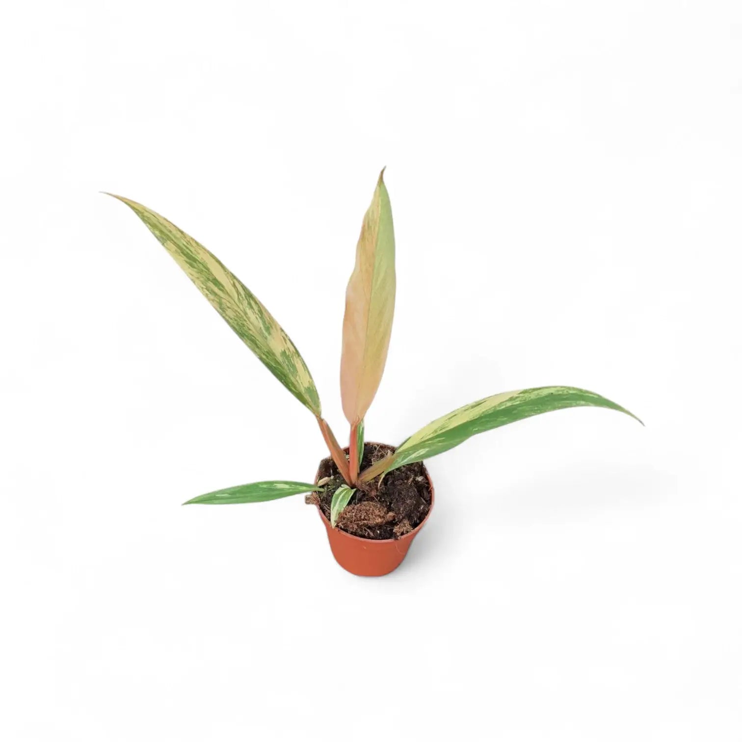 Philodendron x serratum 'Caramel marble' – Topfpflanze im Kulturtopf vor weißem Hintergrund, Produktfoto 6.