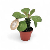 Euphorbia ritchiei potted houseplant in nursery pot on white background, product photo 3.