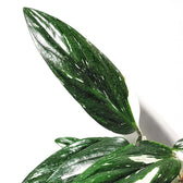 Monstera standleyana variegata – Zimmerpflanze im Kulturtopf auf weißem Hintergrund, Produktfoto 3.