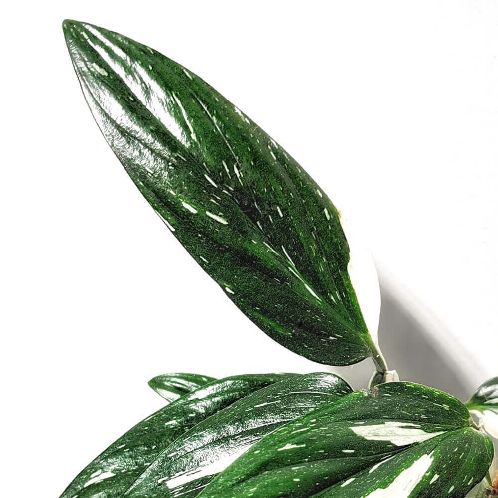 Monstera standleyana variegata – Zimmerpflanze im Kulturtopf auf weißem Hintergrund, Produktfoto 3.