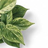 Nahaufnahme von Philodendron hederaceum var. oxycardium variegata vor weißem Hintergrund.