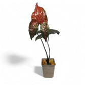 Cyrtosperma johnstonii – Topfpflanze im Kulturtopf vor weißem Hintergrund, Produktfoto 4.