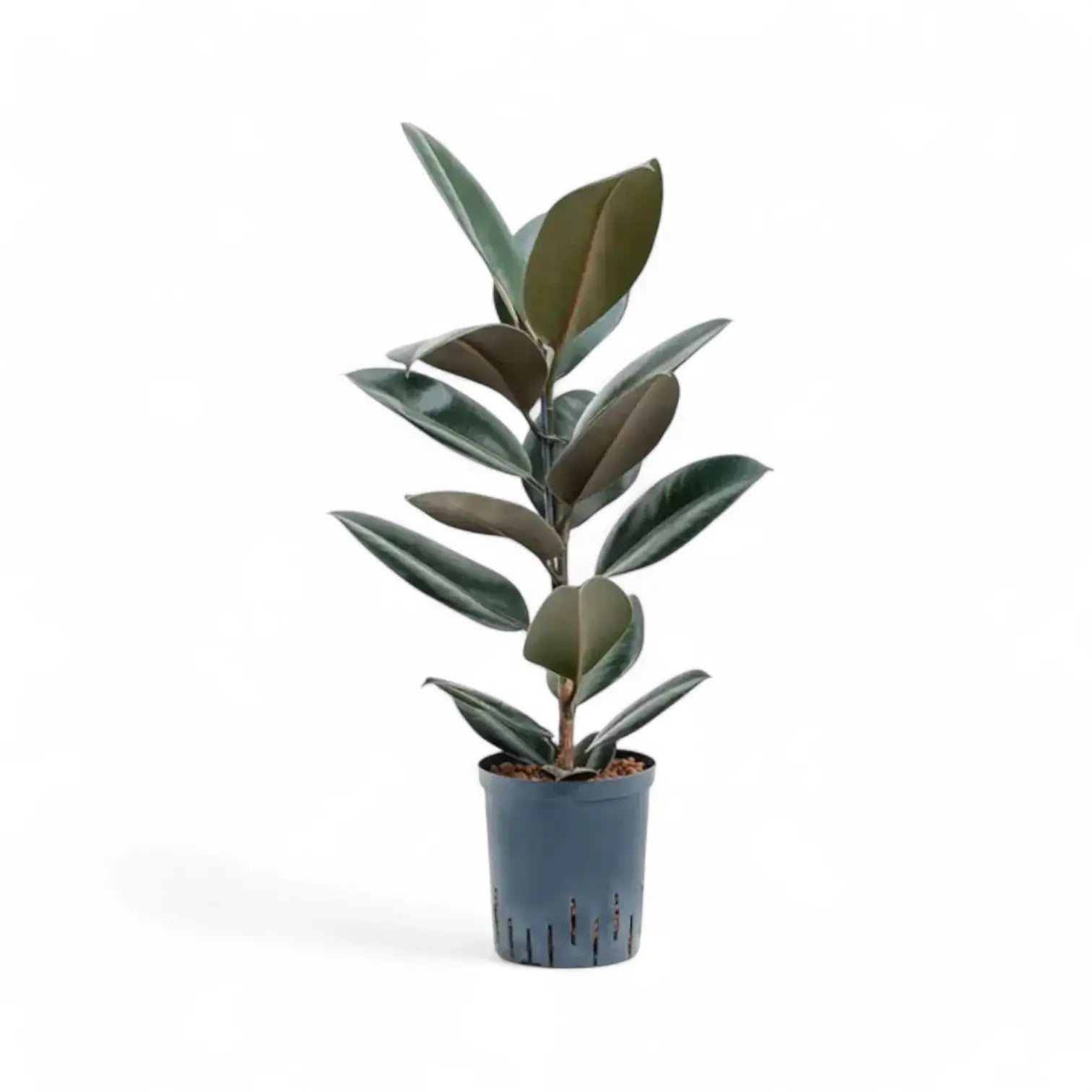 Ficus elastica 'Abidjan' potted houseplant in nursery pot on white background, product photo 8.
