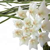 Hoya linearis potted houseplant in nursery pot on white background, product photo 4.