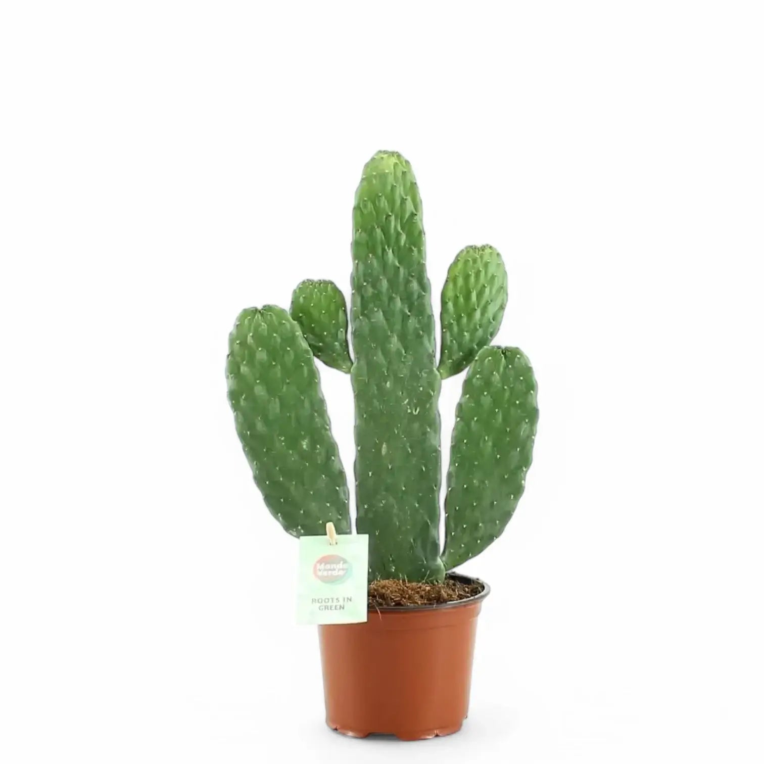 Consolea rubescens – Topfpflanze im Kulturtopf vor weißem Hintergrund, Produktfoto 2.