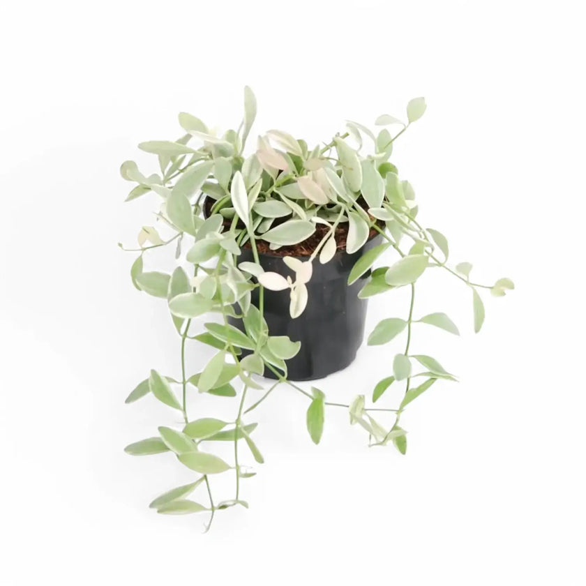 Dischidia oiantha 'White Diamond' potted houseplant in nursery pot on white background, product photo 2.