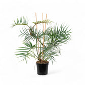 Philodendron tortum – Topfpflanze im Kulturtopf vor weißem Hintergrund, Produktfoto 3.